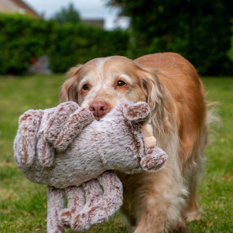 Image of a dog carrying ANCOL Cuddle Sid Spider Dog Toy - Pets Villa.