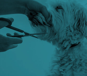 Puppy Grooming - Pets Villa