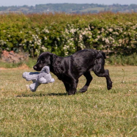 Image of a puppy with ANCOL Small Bites Elephant Dog Toy - Pets Villa.