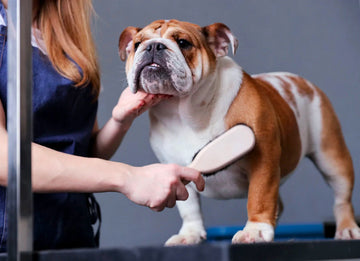 Dog Grooming - Pets Villa