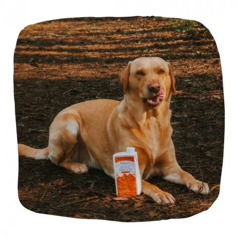 Image of a dog with EDEN Nordic Lamb Bone Broth 500ml - Pets Villa.