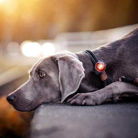 Front image of ORBIC Dog Dual Safety Light  - Pets Villa.
