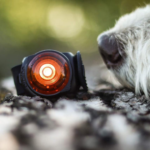 Close up of ORBIC Dog Dual Safety Light - Pets Villa.