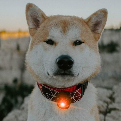 Image dog a dog wearing ORBIC Dog Dual Safety Light - Pets Villa.