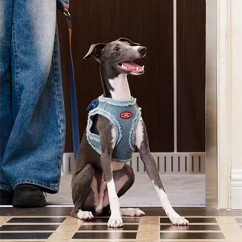 Large size of ZEZE Denim Pet Harness and Lead on dog - Pets Villa.