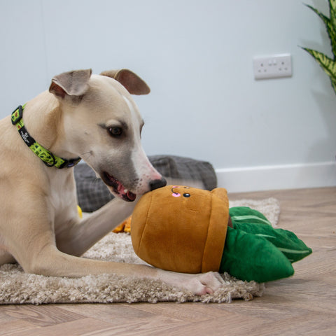ANCOL Cuddley Cactus – Plush Dog Toy with Hidden Squeaker