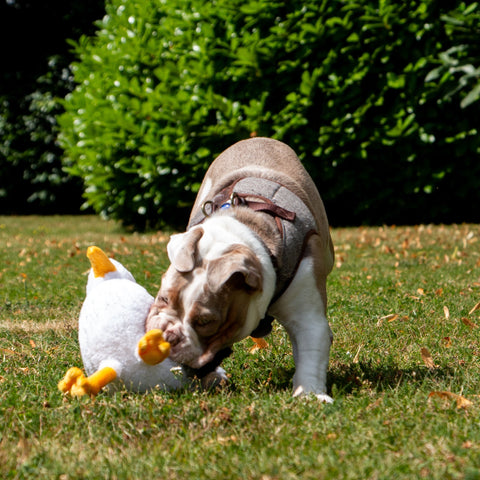 ANCOL Made From Seagull Plush Dog Toy – Sustainable, Soft & Squeaky