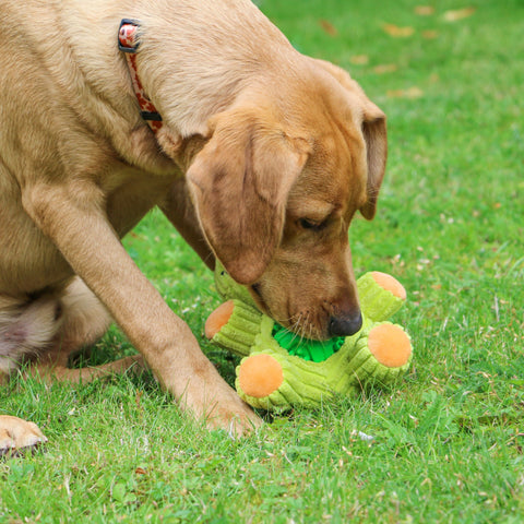 Dog playing with ANCOL Orva Treat Ball Belly Frog – squeaky treat-dispensing toy with recycled stuffing