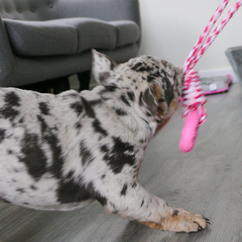 ANCOL Small Bite Rope and Rings (Random) - Pets Villa