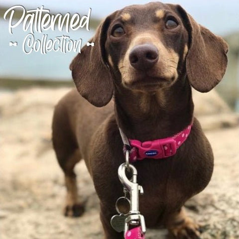 ANCOL Vintage Polka Dog Collar - Pets Villa