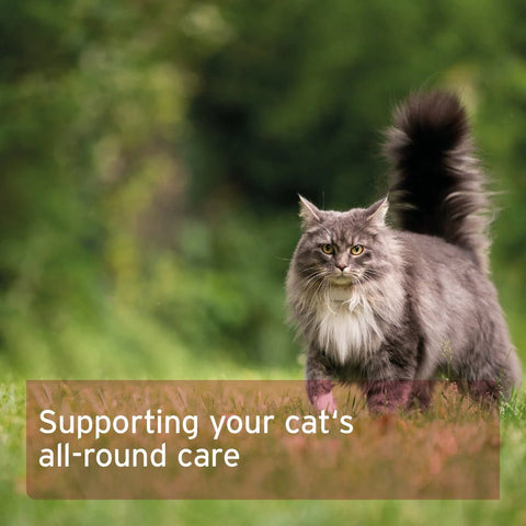 ANIFORTE 4in1 Complete for Cats 60g - Pets Villa