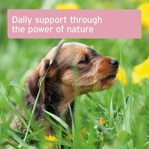 ANIFORTE Bladder Formula Powder 100g For Incontence in Dogs - Pets Villa