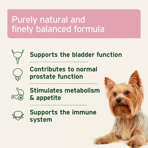 ANIFORTE Bladder Formula Powder 100g For Incontence in Dogs - Pets Villa