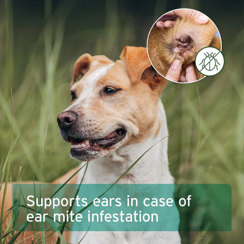 ANIFORTE Ear Mite Treatment Oil Drops - Pets Villa