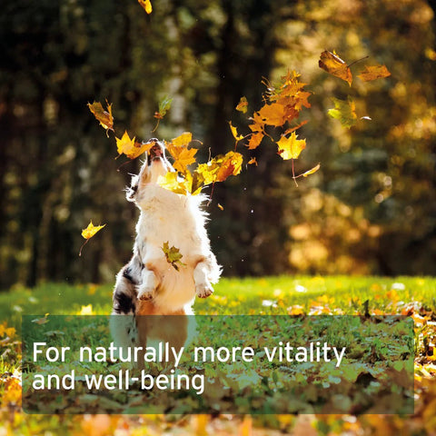 ANIFORTE Salmon Oil 200 Capsules for Dogs & Cats - Natural Omega - 3 EPA - Pets Villa