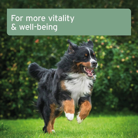 ANIFORTE Salmon Oil for Dogs & Cats - Natural Omega - 3 EPA - Pets Villa