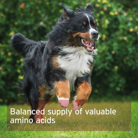 ANIFORTE Taurine Powder for Dogs - 100g - Amino Acid Supplement - Pets Villa