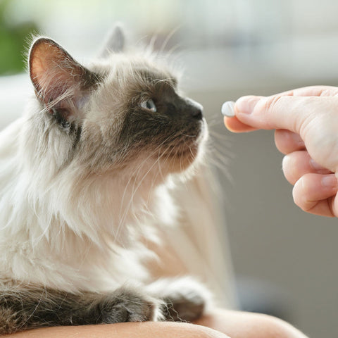 BEAPHAR Calming Tablets for Cats and Dogs 20 Tablets - Pets Villa