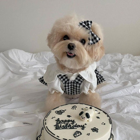 Cheese N Mood 3 Piece Checked Pet Outfit - Pets Villa