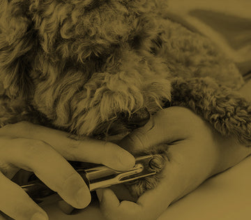 Nail Clipping For All Pets - Pets Villa