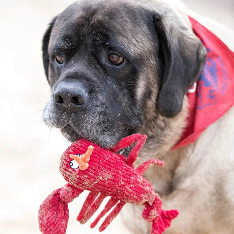 HUGGLE HOUNDS Lobster Knottie - Pets Villa