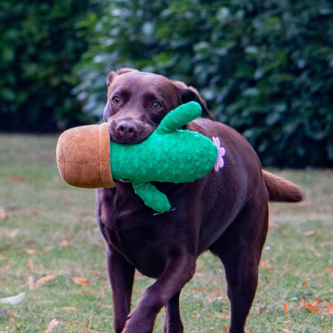 Plush Cactus Dog Toy – ANCOL Cuddley with Squeaker, 30cm