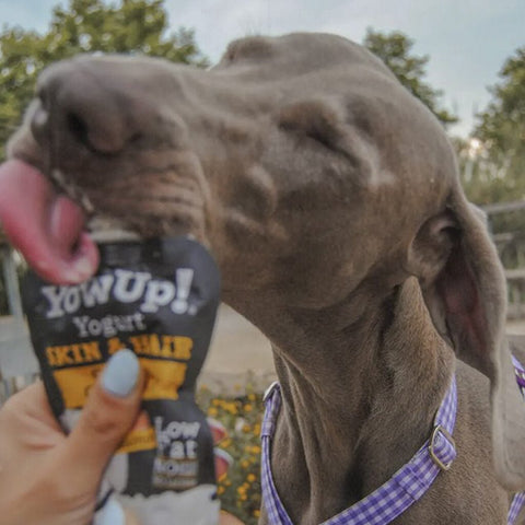 YOWUP! Dog Yogurt Skin and Hair with Collagen 115g - Pets Villa