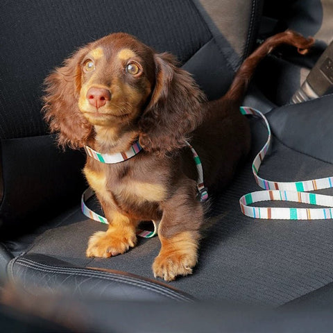 ZEZE French Pet Harness and Lead - Pets Villa