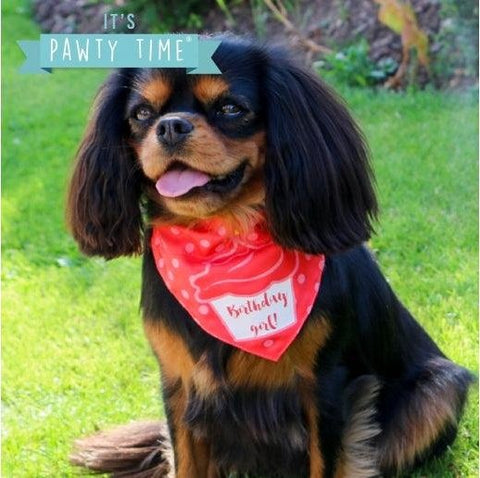 Ancol Party Hat & Bandana Set – Blue Festive Accessories for Dogs’ Special Occasions
