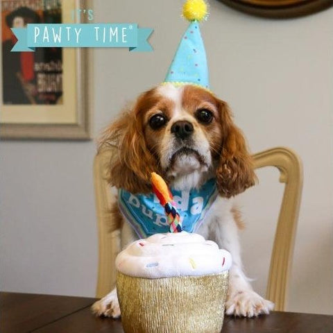 Ancol Party Hat & Bandana Sets – Pink and Blue Celebration Accessories for Dogs