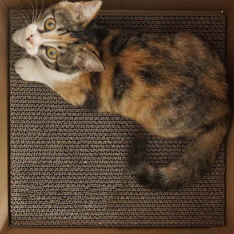PURROOM Milk Box Cat Scratcher - Pets Villa