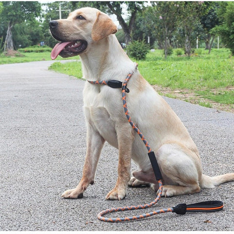 Slip Lead Dog Training - Pets Villa
