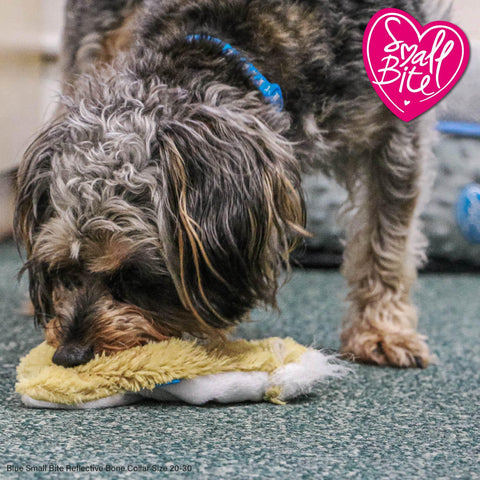 The Ultimate Guide to Choosing the Perfect Pet Chew Toy for Your Furry Friend - Pets Villa