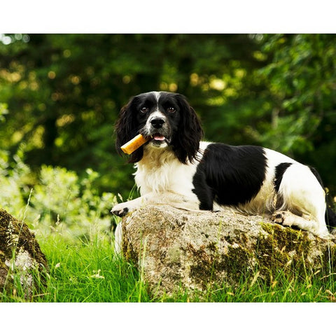 Image of a dog with PETELLO Coconut Yak Cheese Dog Chew 1pcs - Pets Villa. 