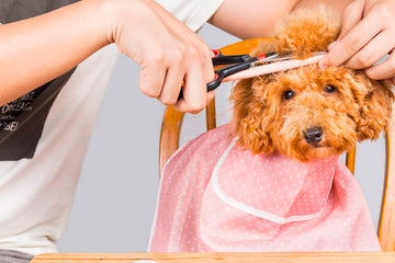 Dog Hair Cut - Pets Villa
