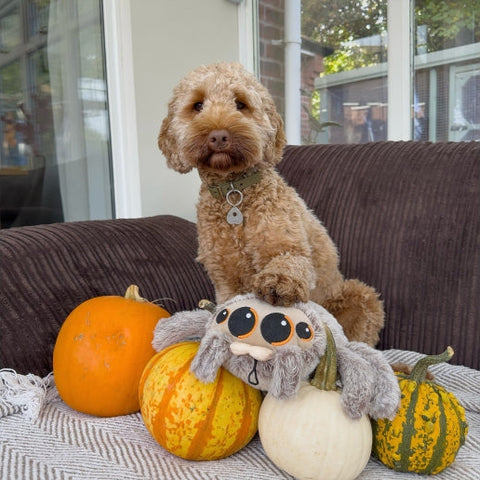 Dog and pumpkins with ANCOL Cuddle Sid Spider Dog Toy - Pets Villa.