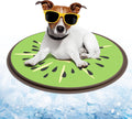 Front image of ALL FOR PAWS Chill Out Kiwi Cooling Pet Bed - Pets Villa.
