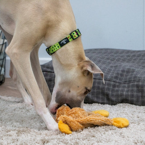 Image of a dog playing with ANCOL Cuddle Farmyard Floppets Dog Toy Assorted - Pets Villa. 