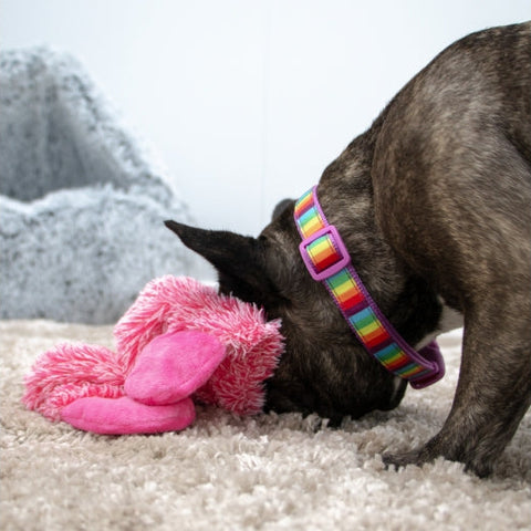 Image of a dog playing with ANCOL Cuddle Farmyard Floppets Dog Toy Assorted - Pets Villa. 