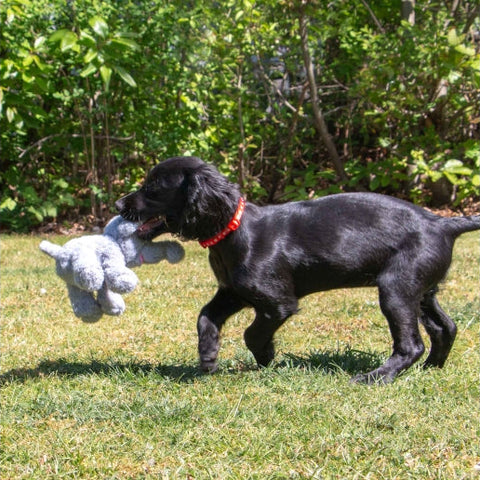 Puppy playing with ANCOL Small Bites Elephant Dog Toy  - Pets Villa.