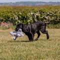 Image of a puppy with ANCOL Small Bites Elephant Dog Toy  - Pets Villa.