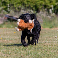 Image of dog with ANCOL Small Bites Highland Cow Dog Toy - Pets Villa. 