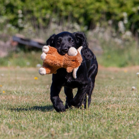 Image of dog with ANCOL Small Bites Highland Cow Dog Toy - Pets Villa. 