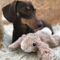 Image of a dachshund with ANCOL Small Bites Plush Rabbit Dog Toy - Pets Villa. 