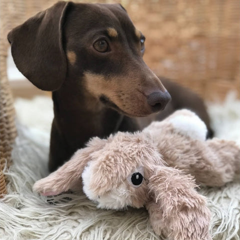 Image of a dachshund with ANCOL Small Bites Plush Rabbit Dog Toy - Pets Villa. 
