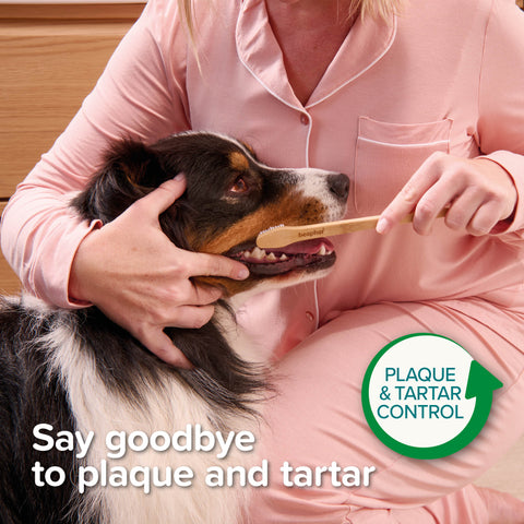 Dog using BEAPHAR Pet Double-Ended Bamboo Toothbrush - Pets Villa. 
