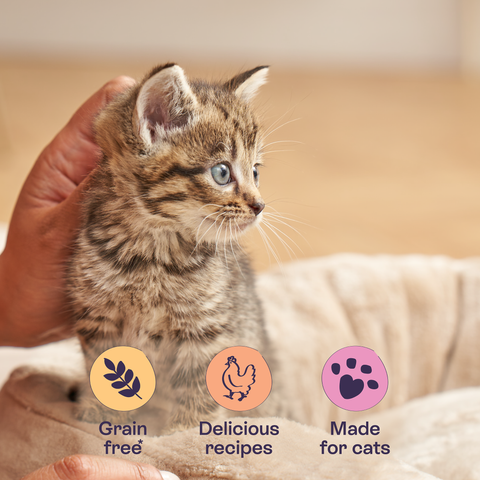 Image of a kitten and BLINK Kitten Chicken Fillet Recipes in Gravy Variety Pack 8x85g - Pets Villa. 
