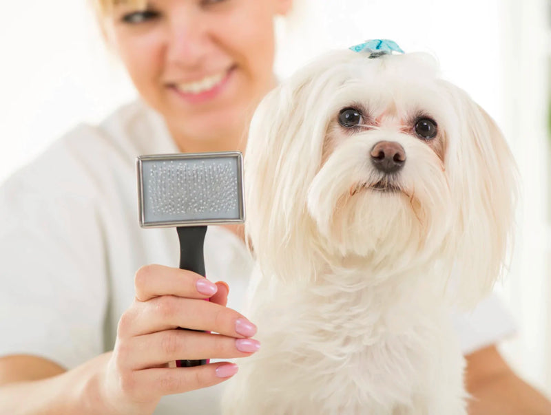 Female Puppy Getting Hair Combed