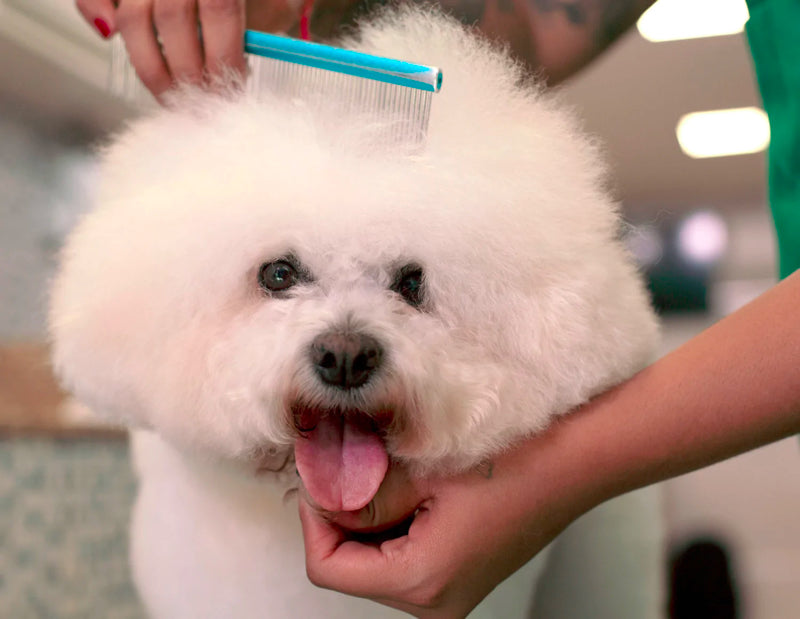 Puppy Getting Hair Combed - Pets Villa