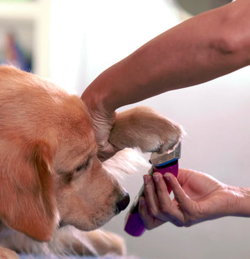 Dog Getting Nailed Trimmed - Pets Villa